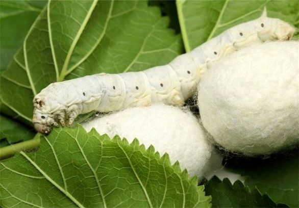 نوغانداران حرفهای از بیمه استقبال نمیکنند