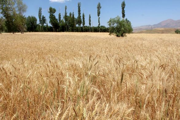 یک چهارم بودجه عمرانی استان کرمان صرف بیمه محصولات کشاورزی شده است