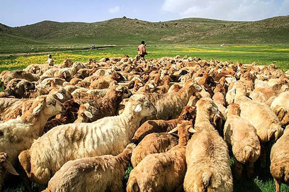 کمتر از یک درصد از دامهای عشایری آذربایجانغربی بیمه هستند