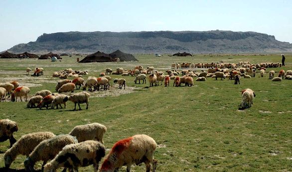 تمامی دامهای عشایر استان فارس بیمه میشوند