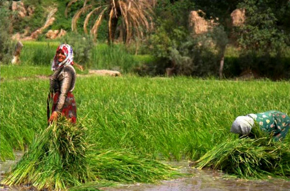 زنان کشاورز، روستایی و عشایر بیمه اجتماعی میشوند