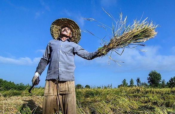 ۷۳ درصد بهرهبرداران بخش کشاورزی استان خراسان شمالی بیمه هیچ صندوقی نیستند