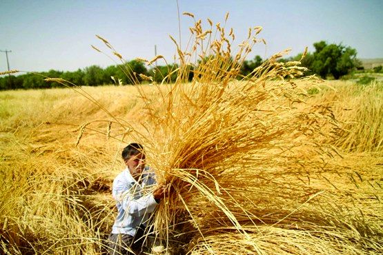 بیمه کشاورزی در آذربایجان شرقی با افت 50 درصدی روبرو شد