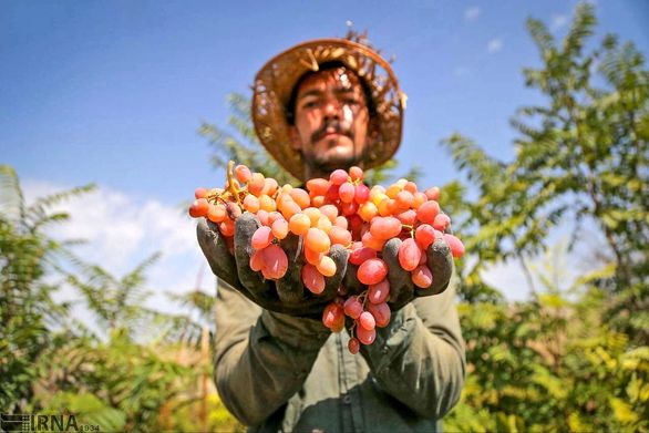 سطح بیمه تاکستانهای خراسان شمالی ۳ برابر شد