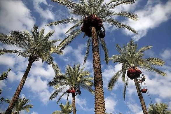 خسارت 100 درصدی نخلستان ها توسط بیمه پرداخت میشود