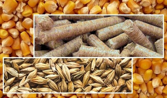 شرکتهای بیمه خسارت واردکنندگان نهاده های دامی را کامل پرداخت نمیکنند