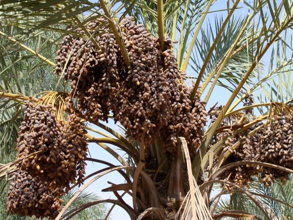 پرداخت خسارت خرماکاران توسط صندوق بیمه کشاورزی قسطی شد/خسارت سال آینده هم از روی خسارت پرداختی امسال کسر میشود!