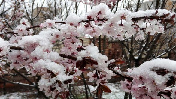 75 درصد باغهای استان سمنان بیمه نیست