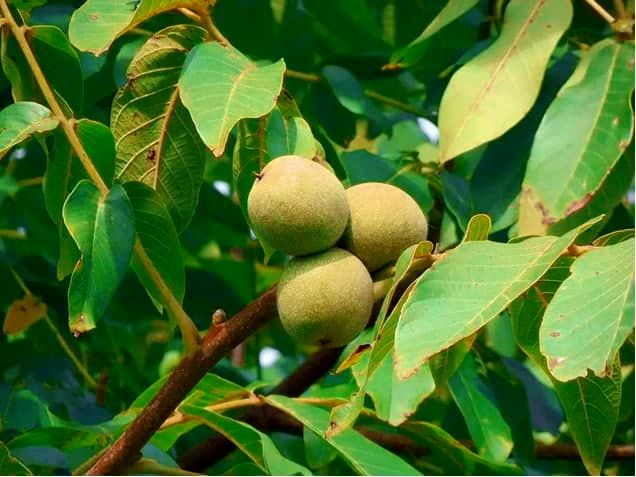 خرید محبوب ترین نهال های گردوی بومی ایران در آبان 1400