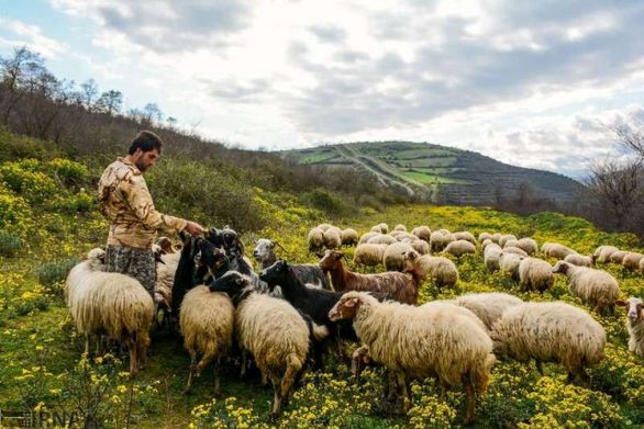 بیمه برای هر راس گوسفند ۲.۵ تا ۳.۲ میلیون تومان غرامت میدهد