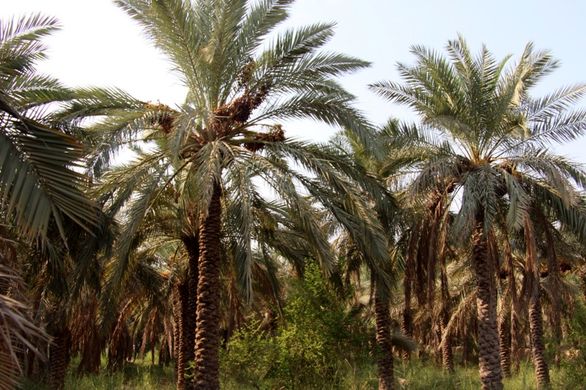 کمتر از 100 کشاورز آبادانی دنبال خسارت ناشی از سیل هستند