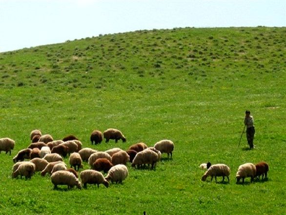 بیش از ۳۰۰ هزار راس دام عشایر فارس بیمه میشود