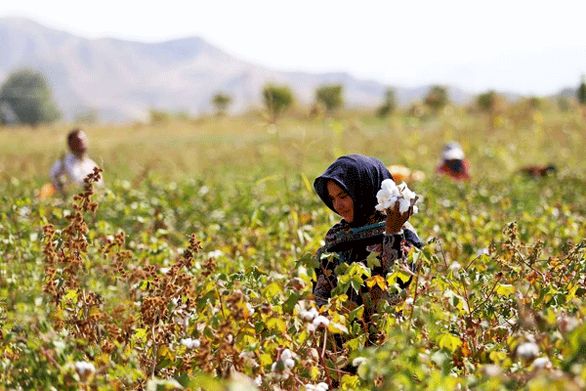 ضریب پوشش بیمه صندوق کشاورزان در کشور ۲۵ درصد است