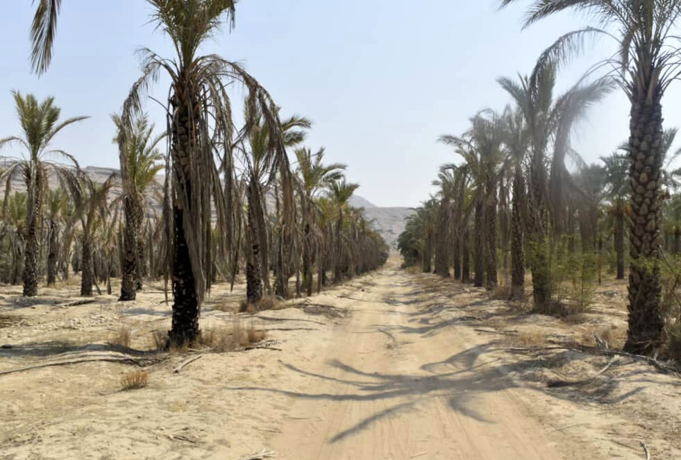 خسارات خشکسالی به نخیلات خوزستان بهزودی پرداخت میشود