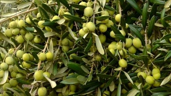 صندوق بیمه از زیتون کاران گلستانی حمایت نمیکند