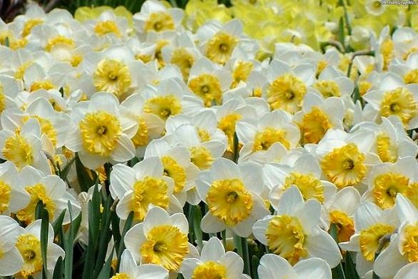 تولید کنندگان گل بابت بیمه کارگران هزینههای سنگینی تقبل میکنند