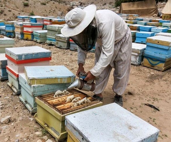 یک پنجم کلنیهای عسل چهارمحال و بختیاری زیرپوشش صندوق بیمه قرار دارند