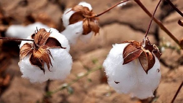 قیمت هر کیلو پنبه در شهریور ۹ هزار تومان تعیین شد