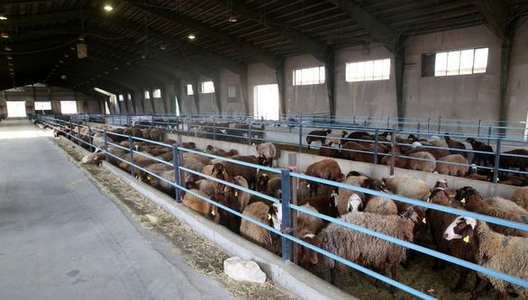 دولتمردان بیمه خشکسالی را در اولویت کارهای خود قرار دهند