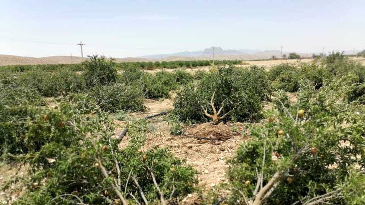 خسارت ۵۴۶ میلیارد تومانی بارندگی به زیربخشهای کشاورزی فارس