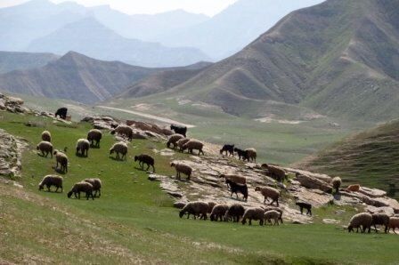 ۸۵ درصد دام عشایر آذربایجان غربی بیمه نیستند