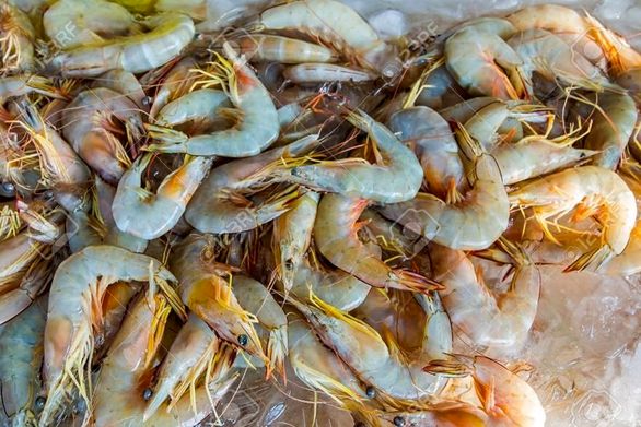 خسارت پرداختی بیمه هزینههای اولیه تولید میگو را هم پوشش نمیدهد