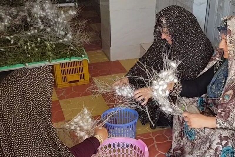 پرداخت وام اشتغال صندوق کارآفرینی امید در خراسان شمالی ۲.۵ برابر شد