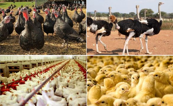 ریسکهای اصلی صنعت طیور، خارج از دایره پوشش بیمه