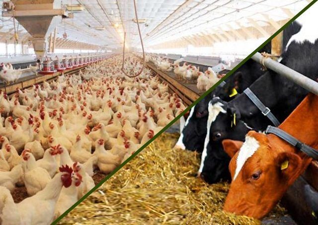 دست دلالان از توزیع نهادههای دامی در تهران کوتاه میشود