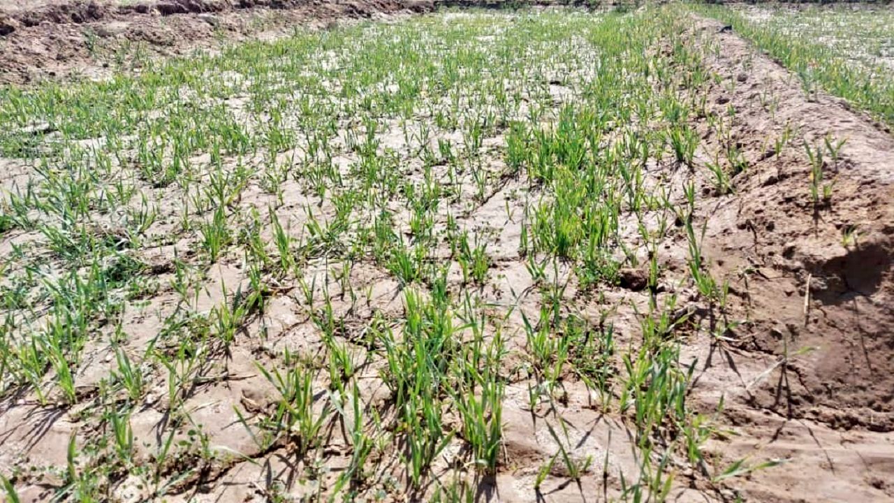 ٢٢ محصول استراتژیک کشاورزی در چتر حمایتی بیمه قرار دارند