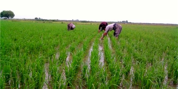 یک سوم اراضی زراعی کشور زیر پوشش بیمه است