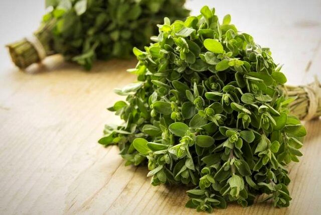 مرزنجوش سبب بهبود یادگیری فضایی در بیماری آلزایمر میشود