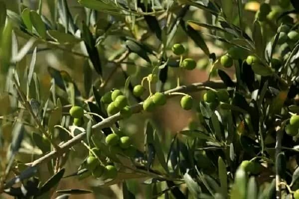 توسعه ۴ هزار هکتاری باغ زیتون در سال جاری اجرایی می شود