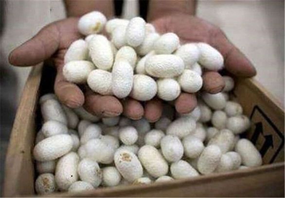 سهم کشاورز از بیمه اختیار هر جعبه تخم نوغان ۲۸ هزار تومان است