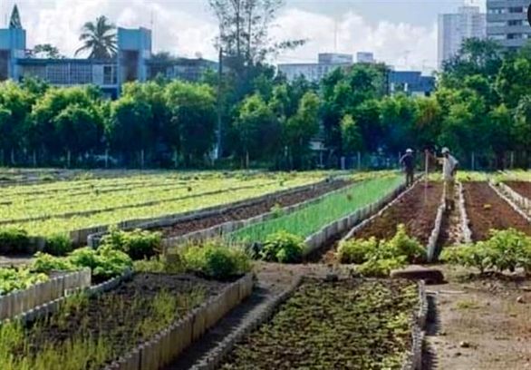 بیمه دام دارای اشکالات زیربنایی زیادی است