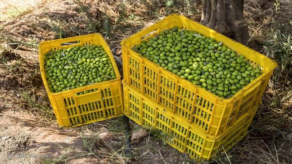 فروشندگان روغن زیتون سلیقهای عمل میکنند