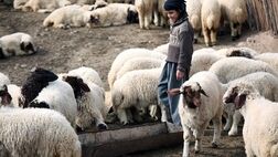 مافیای گوشت اجازه کاهشی شدن قیمت‌ها را نمی‌دهند