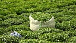 افزایش ۳۰درصدی قیمت خرید برگ سبز چای