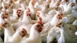 آنفلوانزای پرندگان ۴۸۸ مرغداری را از بین برد