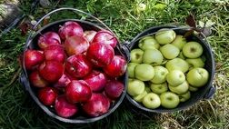 قیمت میوه ۱۰ درصد کاهش می یابد

