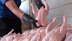 جوجه ریزی بهمن حداکثر ۱۱۵ میلیون قطعه است

