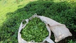 صادرات چای به ۴ هزار و ۸۵۶ تن رسید