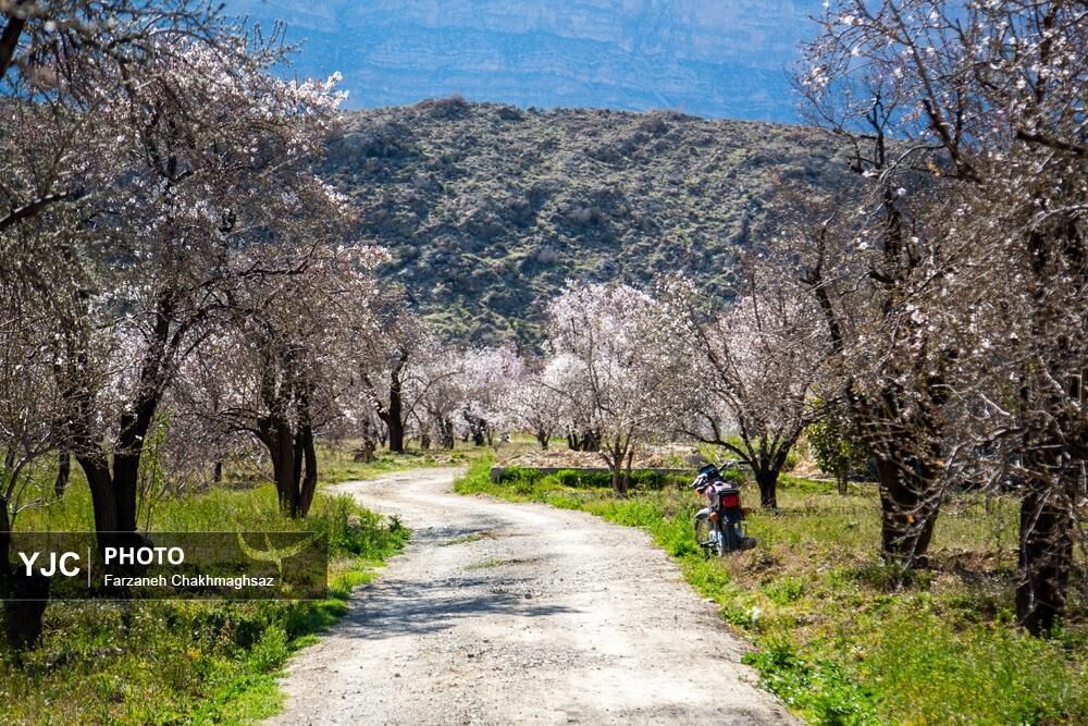 شکوفه‌های زیبای بهاری روستای مهارلو (5)