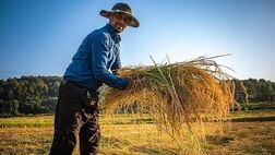 آغاز خرید توافقی برنج شمال با قیمت ۷۵ ‌هزار تومان
