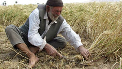 بیمه محصولات از سوی کشاورزان جدی گرفته نمی‌شود