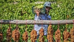 دو سوم تاکستان‌های خراسان شمالی فاقد پوشش بیمه‌ای هستند