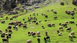 جمعیت دام سبک به ۶۵ میلیون راس رسید
