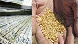 دولت ۲۰ هزار میلیارد تومان به کشاورزان بابت خرید گندم بدهکار است