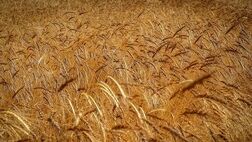 شالیکاران برای دریافت خسارت خوابیدگی برنج به صندوق های بیمه کشاورزی مراجعه کنند
