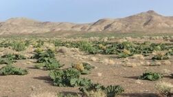 صفر بودن پوشش بیمه ای مراتع خراسان شمالی 

